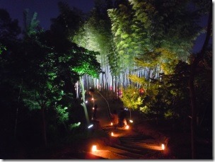 高台寺のライトアップ竹林1