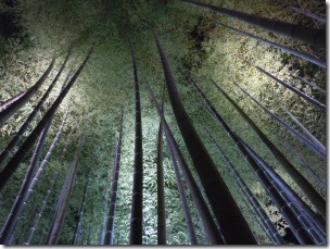京都の竹林のライトアップ
