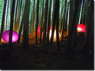 高台寺の竹林ライトアップ2