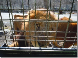 富士サファリパークのエサを食べる雄ライオン